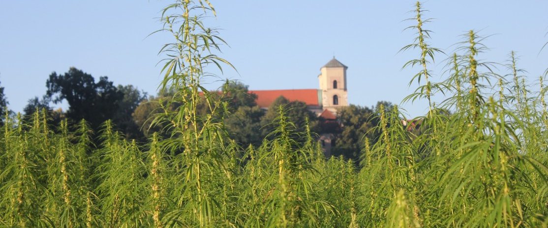 Pole konopi w krajobrazie